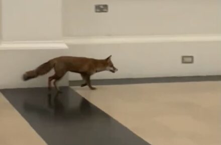 Sassy intruder with an agenda: Zoro the campus fox